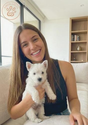 Cachorro Westy de color blanco puro siendo entregado a su nueva familia. Se observa el pelaje brillante y la expresión tierna del ejemplar.