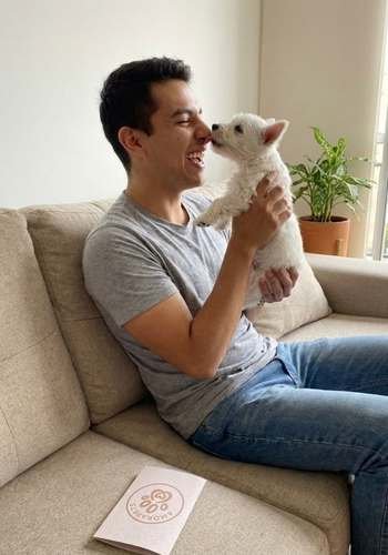 Chico joven emocionado recibiendo un cachorro West Highland White Terrier (Westy) en la sala de su casa. Momento de felicidad en la entrega de mascota.