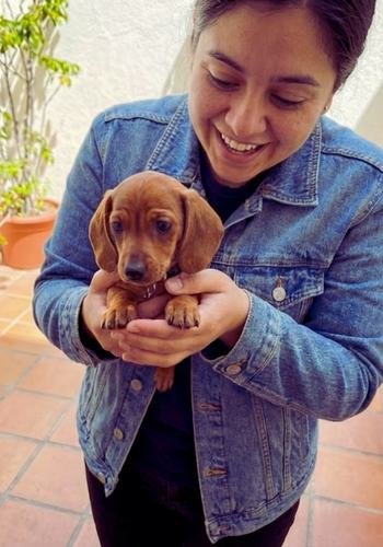 Cachorro Teckel Salchicha de color plata (silver) siendo entregado a un joven cliente en una zona representativa del Eje Cafetero, Colombia.