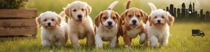 Cachorros de raza con envío terrestre a toda Colombia - AmoraPets