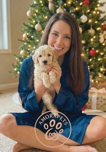 Cachorro Goldendoodle mini de pelo ondulado entregado en Navidad. El regalo perfecto de AmoraPets bajo el árbol para una familia feliz.