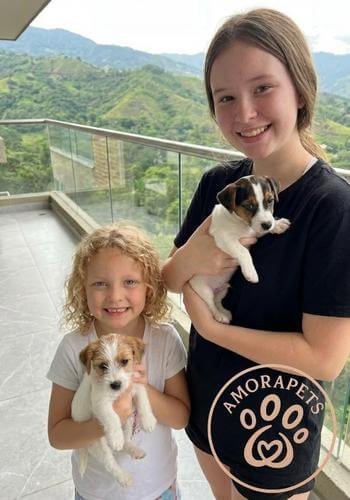 Dos cachorros Jack Russell Terrier, uno de pelo de alambre y otro de pelo liso, durante su entrega. Calidad y variedad de mantos en AmoraPets.