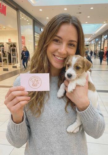 Cachorro Jack Russell Terrier de pelo de alambre (broken coat) entregado en Rionegro, Antioquia. Ejemplar de AmoraPets ideal para casas campestres.