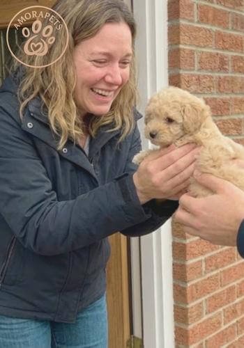 momento emotivo entrega cachorro maltipoo.