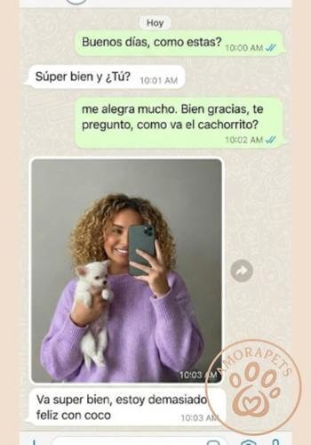 Captura de pantalla de WhatsApp de un cliente satisfecho en el Eje Cafetero con su cachorro Chihuahua. Mensaje de felicidad y foto del perrito.