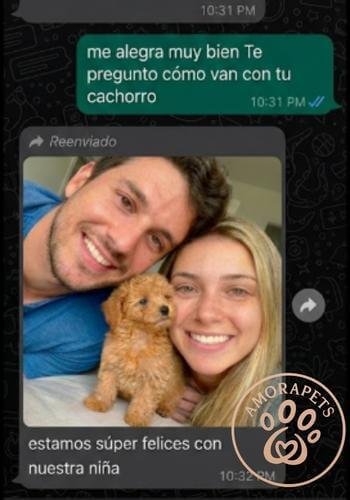 Pantallazo de chat de WhatsApp con cliente satisfecho agradeciendo por su cachorrita Caniche de AmoraPets. Opiniones reales de clientes.