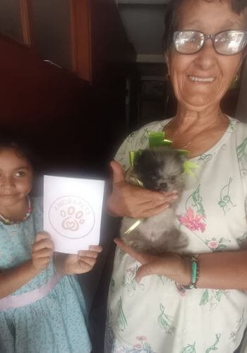 Cachorro Pomerania Blue Merle de ojos claros entregado en Guaduas, Cundinamarca. Ejemplar exótico y exclusivo de AmoraPets.