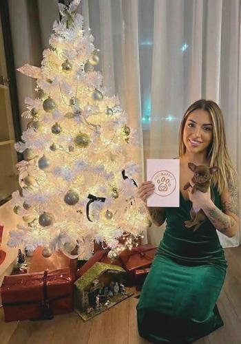 Cachorro Chihuahua color chocolate sólido entregado como regalo de Navidad. Ejemplar exótico de AmoraPets con pelaje brillante y ojos miel.