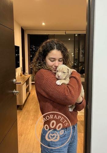 Cachorro American Bully color crema entregado en Bogotá. Perro de estructura compacta, musculoso y temperamento dócil de AmoraPets.