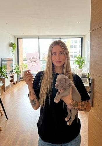 Cachorro American Bully color Lilac exótico entregado en Pereira, Risaralda. Perro de estructura masiva, ojos claros y genética premium de AmoraPets.