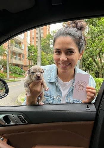 Cachorro American Bully color Merle exótico entregado en El Poblado, Medellín. Perro de estructura compacta y genética premium de AmoraPets.