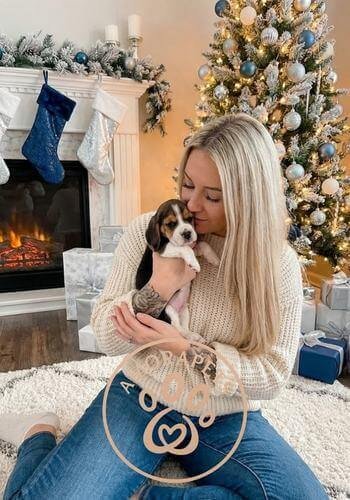 Cachorro Beagle tricolor entregado en Llanogrande, Antioquia. Perro de raza pura, ideal para casas de campo y familias, de AmoraPets.
