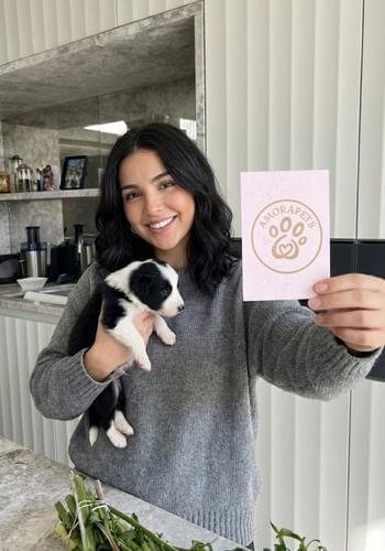 Cachorro Border Collie blanco y negro entregado en Bogotá. Perro de alta inteligencia y energía de AmoraPets con envío seguro.