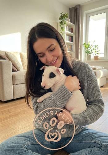 Cachorro Bull Terrier Inglés miniatura o estándar entregado en Bogotá. Perro de raza pura, atlético y con excelente estructura ósea de AmoraPets.