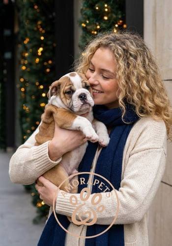 Cachorro Bulldog Francés de AmoraPets entregado en Buenos Aires, Argentina. Exportación de mascotas con logística internacional segura y certificados de salud.