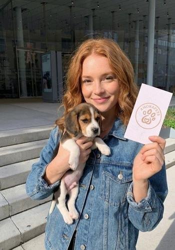 Cachorro Beagle tricolor (negro, blanco y fuego) en Medellín. Perro de raza pura, activo y familiar, de AmoraPets.