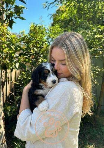 Cachorro Bernedoodle de pelaje tricolor ondulado entregado en Envigado, Antioquia. Mascota de diseño de AmoraPets ideal para familias.