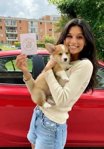 Cachorro Corgi Pembroke galés en Medellín, Antioquia. Perro de raza pequeña, inteligente y familiar de AmoraPets.