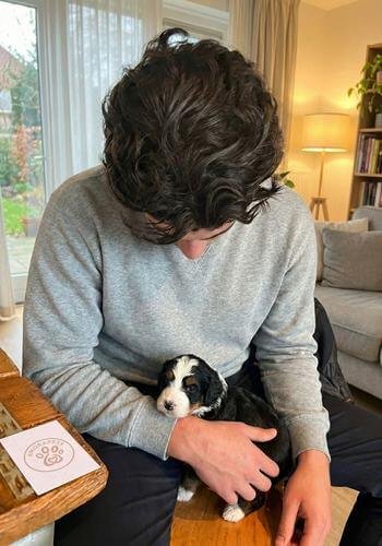 Cachorro Goldendoodle color crema entregado en Bogotá. Mascota de compañía hipoalergénica de AmoraPets con envío seguro a la capital.