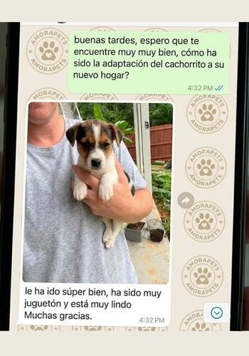 Pantallazo de chat de WhatsApp donde un cliente confirma la excelente adaptación de su cachorro Jack Russell de AmoraPets. Cliente feliz y agradecido.