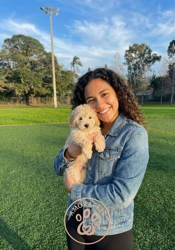Cachorro Caniche color crema entregado en Cartagena, Bolívar. Entrega de mascotas exclusivas de AmoraPets en la Costa Caribe.