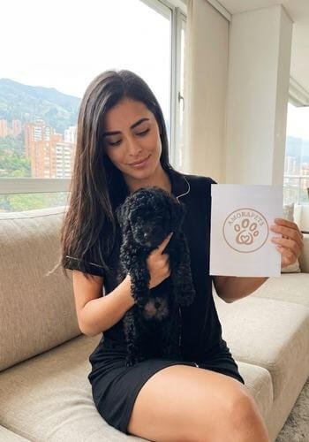 Cachorro Caniche miniatura color negro azabache entregado en El Poblado, Medellín. Mascota de lujo de AmoraPets para familias en sector exclusivo.