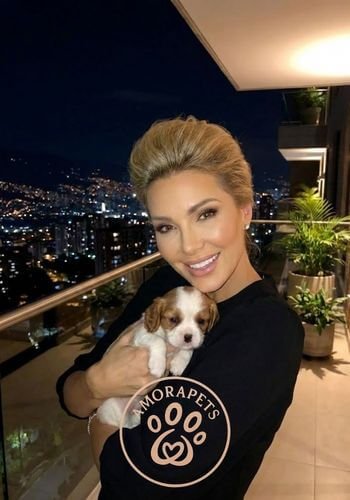 Cachorro Cavalier King Charles Spaniel color Blenheim (blanco y castaño) entregado en Medellín. Perro de raza pequeña y elegante de AmoraPets.