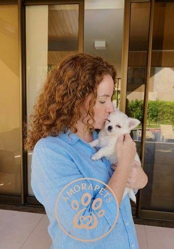 Cachorro Chihuahua de pelo largo color blanco sólido. Ejemplar de raza pura con pelaje sedoso y orejas típicas de la raza, entregado por AmoraPets.