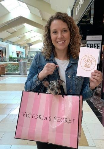 Cachorro Chihuahua de color merle entregado en Medellín, Antioquia. Ejemplar exótico con genética certificada de AmoraPets.