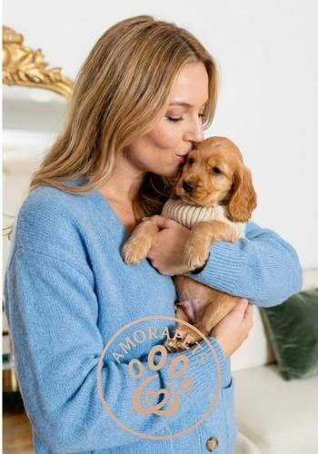 Cachorro Cocker Spaniel inglés entregado en Bucaramanga, Santander. Perro de compañía familiar y orejas largas de AmoraPets con envío seguro.