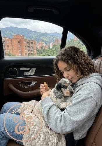 Familia en Medellín recibiendo un cachorro Cocker Spaniel color Merle exótico. Perro de compañía único y saludable de AmoraPets.