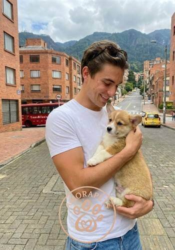 Cachorro Corgi Pembroke entregado en Bogotá. Perro de raza pequeña, inteligente y familiar de AmoraPets con envío seguro a la capital.