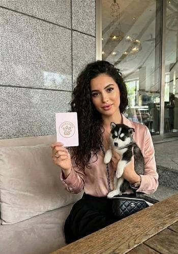 Cachorro Pomsky mini entregado en Medellín, Antioquia. Perro de raza de diseño con apariencia de husky pequeño, calidad premium de AmoraPets.