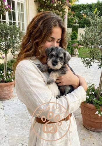 Cachorro Schnauzer sal y pimienta entregado en Llanogrande, Rionegro. Perro de raza pequeña e hipoalergénica de AmoraPets ideal para casa campestre.