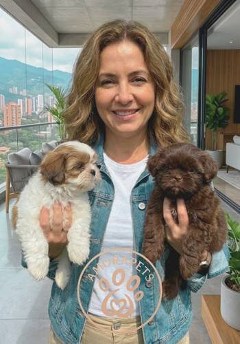 Dos cachorros Shih Tzu de raza pura, uno color chocolate sólido y otro cáliz (dorado y blanco), entregados en Medellín por AmoraPets.