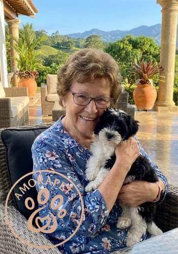 Cachorro Shih Tzu imperial entregado en Llanogrande, Rionegro. Mascota de alta calidad de AmoraPets para hogares exclusivos.