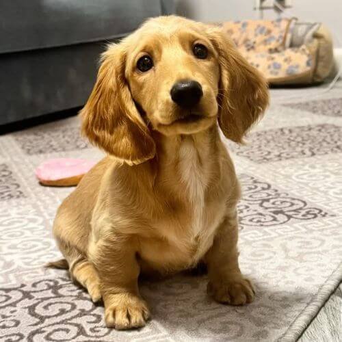 Hermoso cachorro perro salchicha Teckel miniatura de color crema puro, un ejemplar exótico y de lujo del criadero AmoraPets.