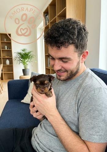 Chico joven recibiendo un cachorro Yorkie color chocolate en Villavicencio, Meta. Entrega de razas exóticas por AmoraPets.
