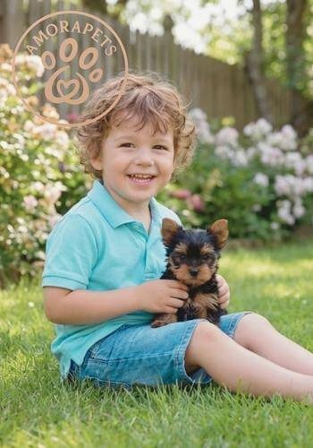 Niño feliz posando con su nuevo cachorro Yorkie clásico en la ciudad de Medellín. Entrega de mascotas familiares por AmoraPets.