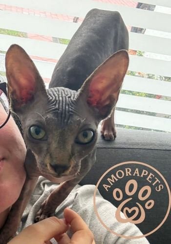 Gato Esfinge (Sphynx) puro color crema en criadero AmoraPets Colombia