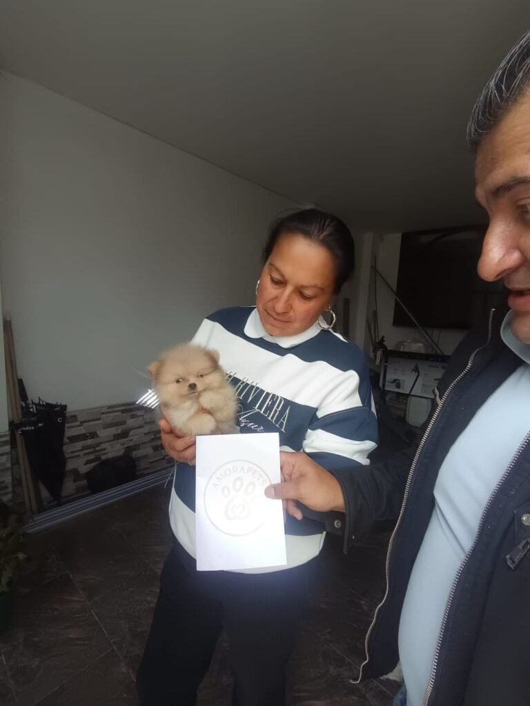 Momento de felicidad en Bogotá: Entrega de un exclusivo cachorro Pomerania miniatura de color crema por el equipo de AmoraPets Colombia.