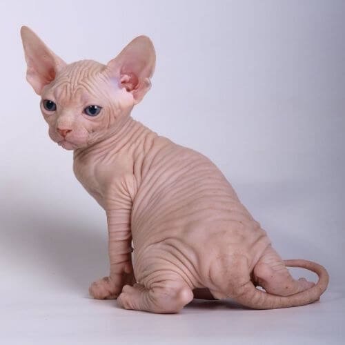 Impresionante ejemplar de gato Esfinge (Sphynx) o gato egipcio sin pelo, criado por AmoraPets Colombia. Un felino exótico de lujo con genética Premium.