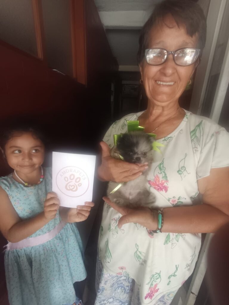 Espectacular cachorro Pomerania miniatura de color exótico Blue Merle (Arlequín azul). Entregado de forma segura en Cundinamarca por el criadero AmoraPets Colombia. Ejemplar de lujo con genética Premium.