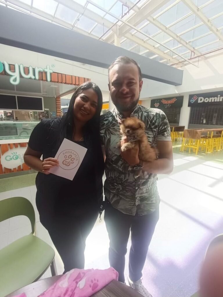 Hermoso y escaso cachorro Pomerania miniatura Cara de Oso de color café chocolate intenso, criado por AmoraPets y listo para su entrega en Bogotá, Colombia. Un ejemplar de lujo con genética Premium.