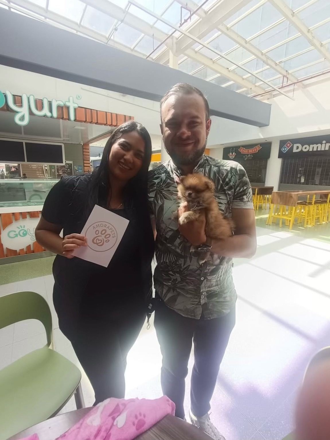 Pomerania cara de oso color chocolate entregado en Bogotá por AmoraPets