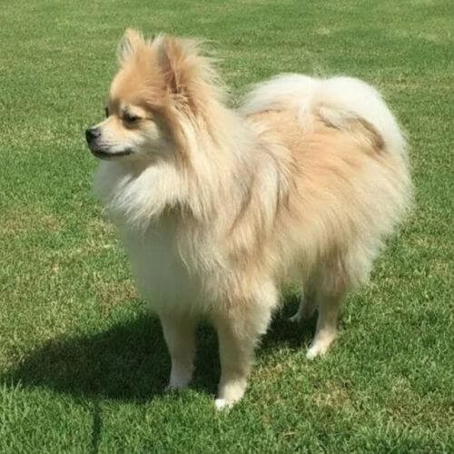 Elegante cachorro Pomerania miniatura con el clásico perfil Cara de Zorro (Spitz). Ejemplar de genética pura disponible en nuestro criadero VIP en Colombia.