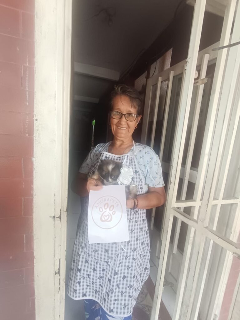 Espectacular cachorro Pomerania miniatura de manto exótico Parti Color (bicolor). Entregado de forma segura en Cundinamarca por el criadero AmoraPets Colombia. Ejemplar de lujo con genética Premium.