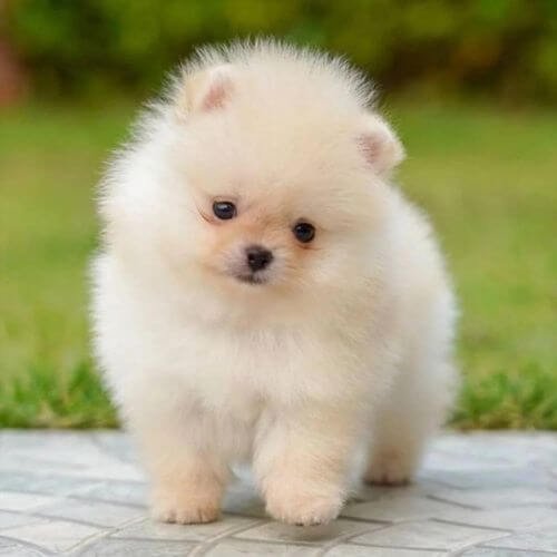 Cachorro Pomerania miniatura original. Criadero VIP en Colombia con ejemplares de lujo disponibles desde 3.000.000 COP.