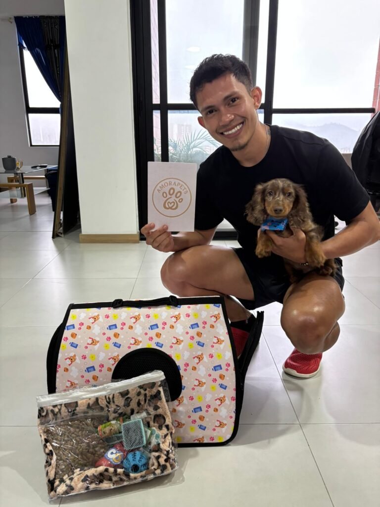 Impresionante cachorro Teckel miniatura de pelo largo en color exótico choco merle (chocolate arlequín). Entregado por el criadero AmoraPets en La Estrella y Medellín, Antioquia. Ejemplar de lujo con genética Premium.