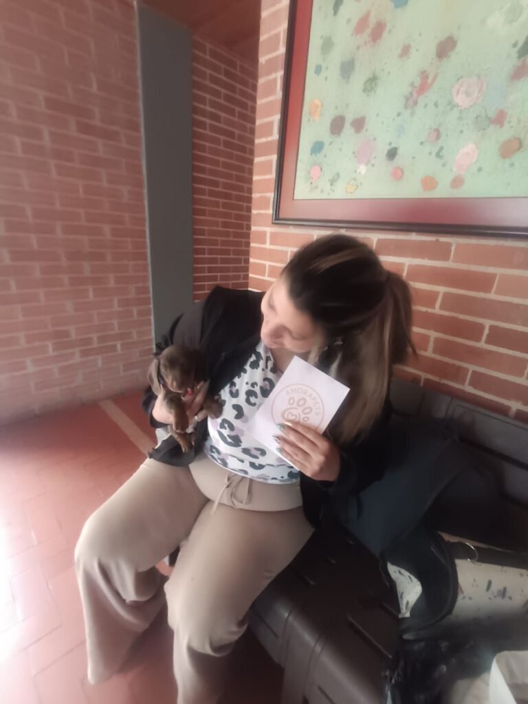 teckel pelo corto choco tan bogota lujo amorapets.